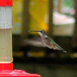 Hummingbird Feed ~ A garden recipe and discussion