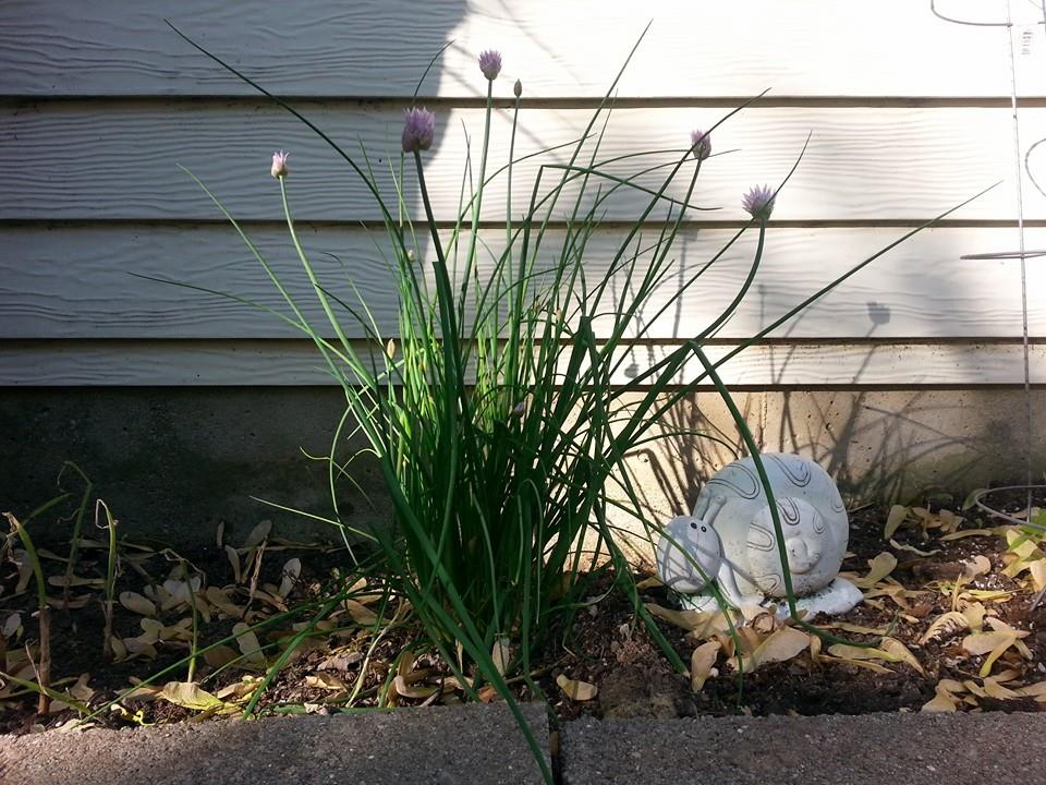 chive blossoms