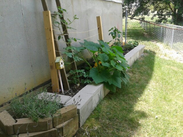 side garden