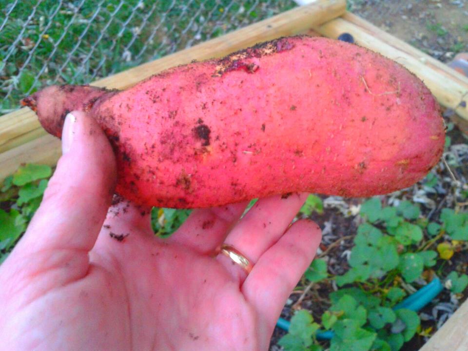 sweet potato