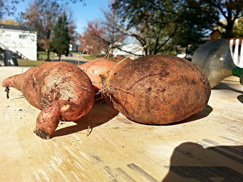 sweet potatoes