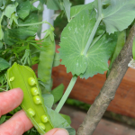 Raised Beds and Container Gardening