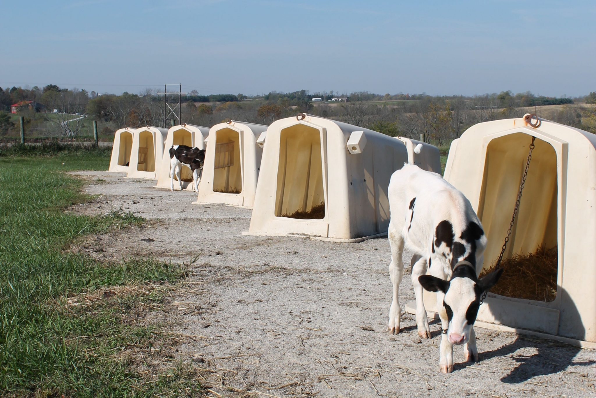 Visit to Ed-Mar Dairy, a local dairy farm in Northern Kentucky is a tour you're gonna want to see. These Holsteins make the best cheese around!