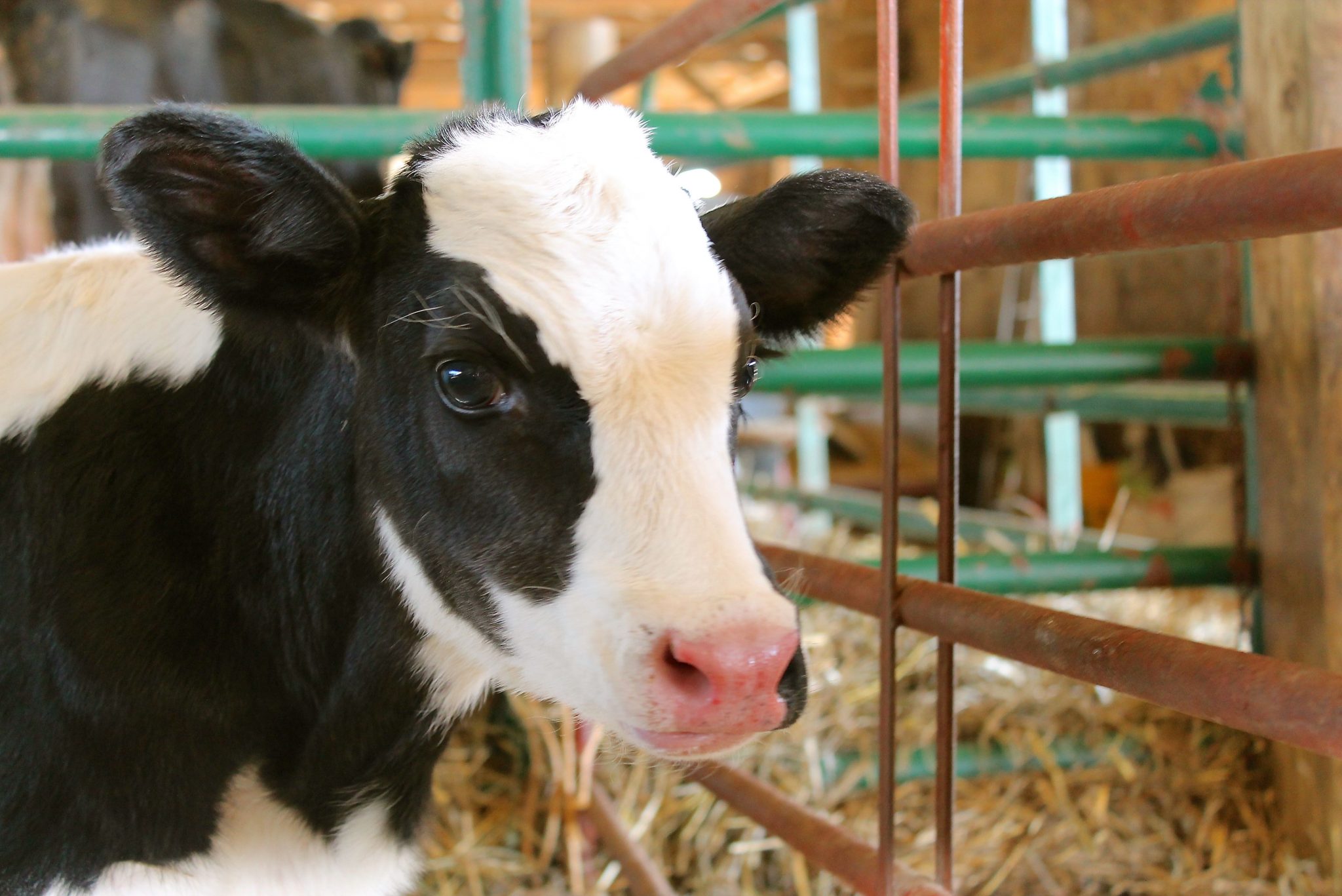 Visit to Ed-Mar Dairy, a local dairy farm in Northern Kentucky is a tour you're gonna want to see. These Holsteins make the best cheese around!