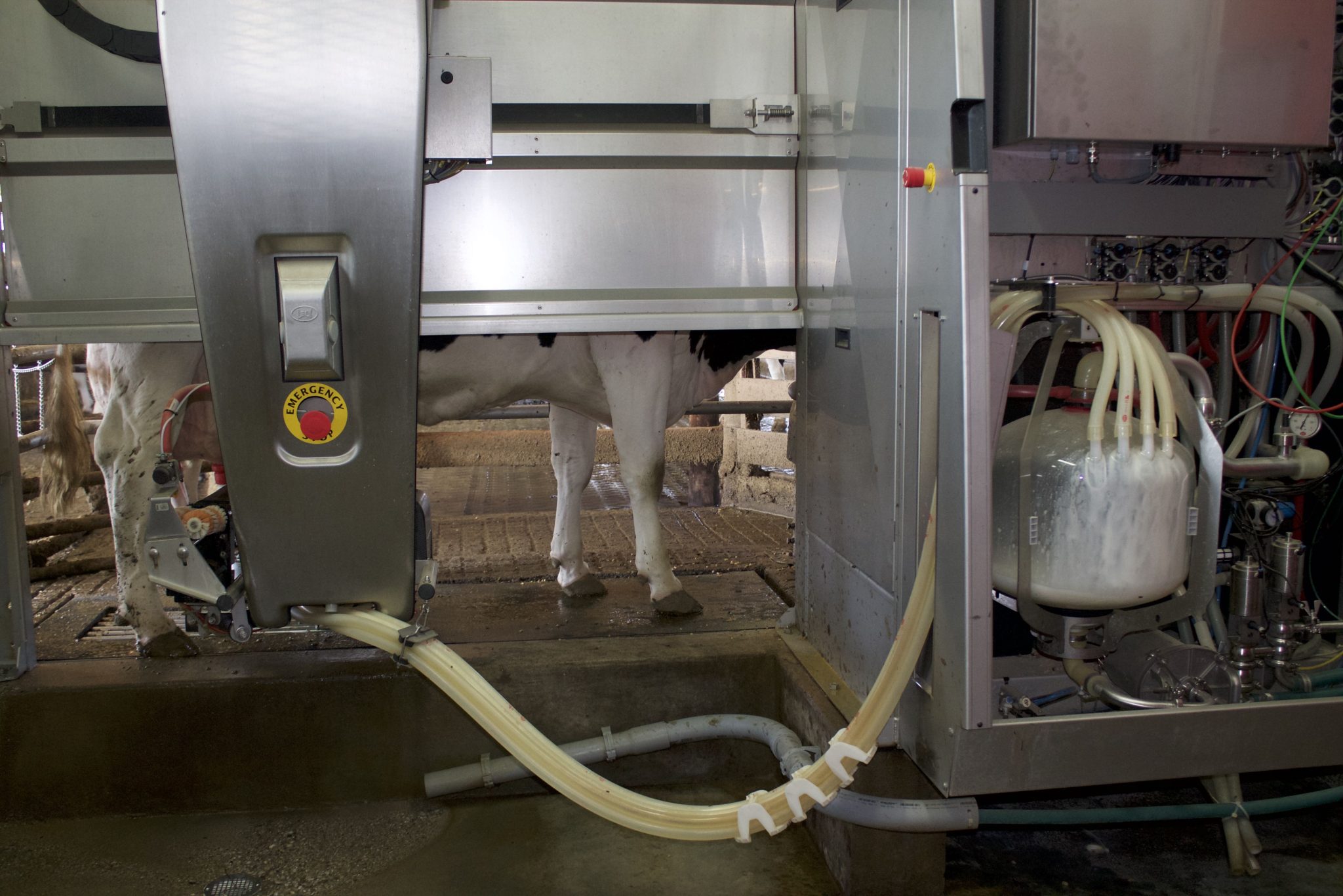 Visit to Ed-Mar Dairy, a local dairy farm in Northern Kentucky is a tour you're gonna want to see. These Holsteins make the best cheese around!