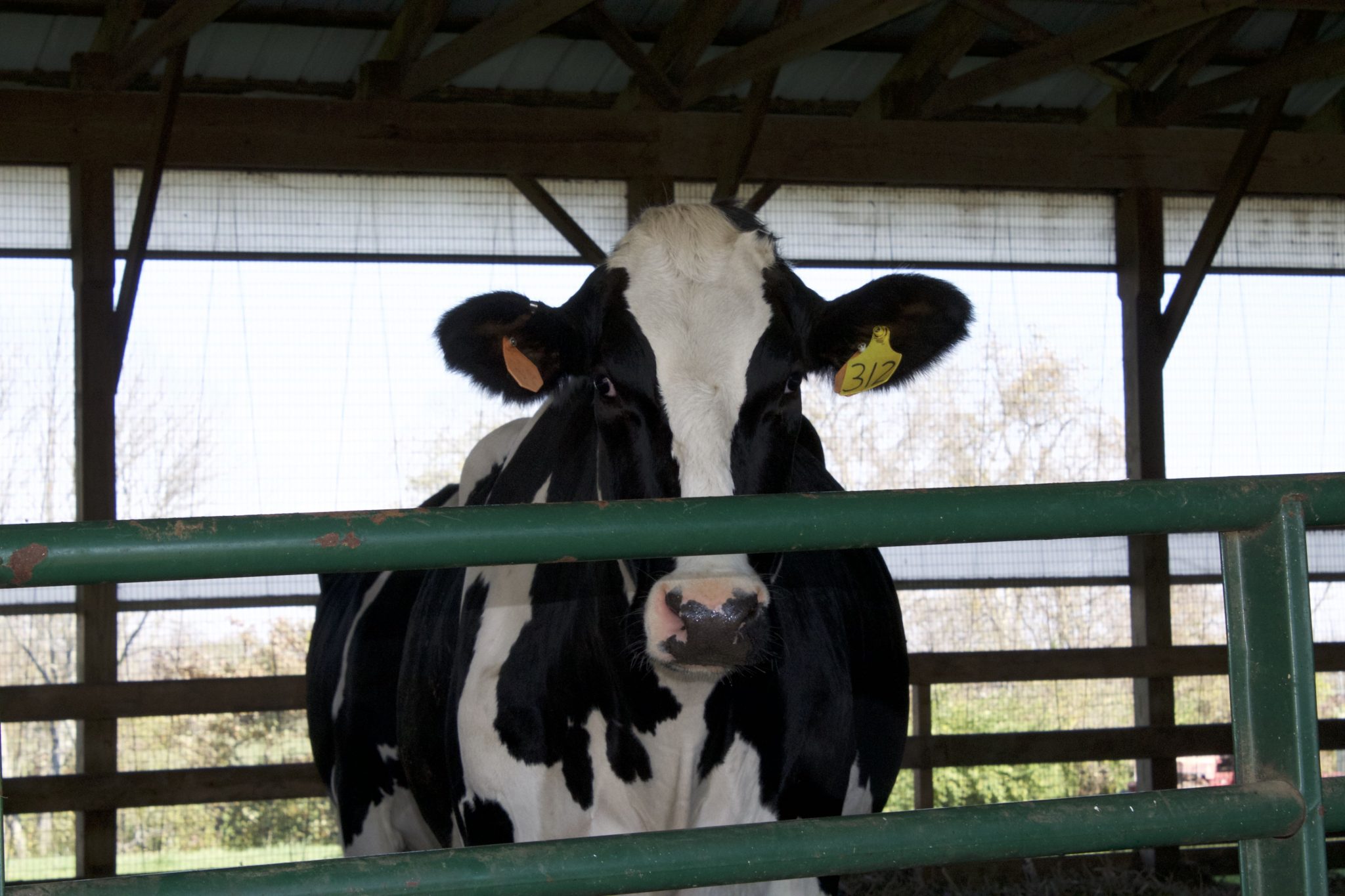 Visit to Ed-Mar Dairy, a local dairy farm in Northern Kentucky is a tour you're gonna want to see. These Holsteins make the best cheese around!