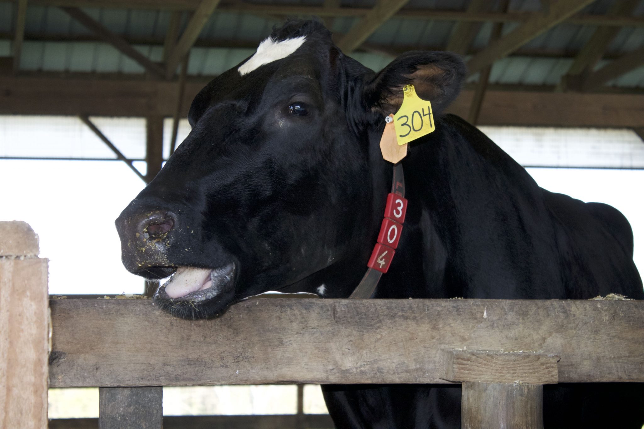 Visit to Ed-Mar Dairy, a local dairy farm in Northern Kentucky is a tour you're gonna want to see. These Holsteins make the best cheese around!